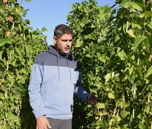 Campo Alubia de Anguiano variedad El Encinar